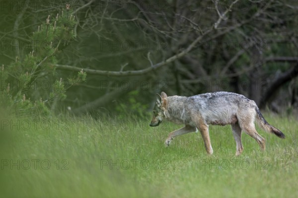 The wolf pheasant (Canis lupus) wanders into the dense pine forest, from later observations I know that it regularly uses this path, so it is reasonable to assume that the wolf den is very close by, rearing its young, Denmark