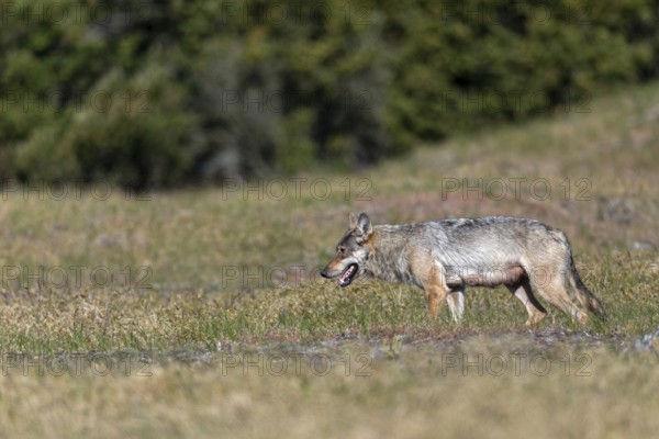 A wolf pheasant (Canis lupus) slowly crosses a forest clearing, rearing its young, Denmark