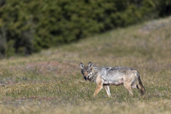 Not only the wolf fawn (Canis lupus) suffers from the heat in the morning, the photographer also has problems, albeit of a more technical nature, because the air flicker that occurs makes it difficult to take sharp pictures, rearing young, Denmark