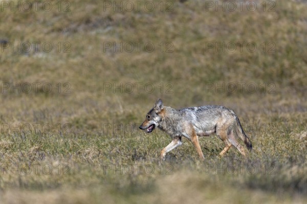 The behaviour of the wolf pheasant (Canis lupus) is comparable to that of the first encounter, this time it also appears to be waiting for its partner to arrive, rearing its young, Denmark