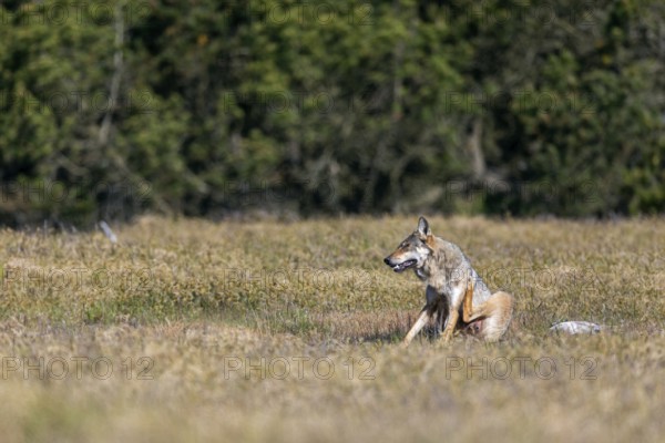 Comparable to the first encounter and only with the difference that this time the wolf pheasant (Canis lupus) crosses the whole clearing, I can observe it again in the late morning, rearing its young, Denmark