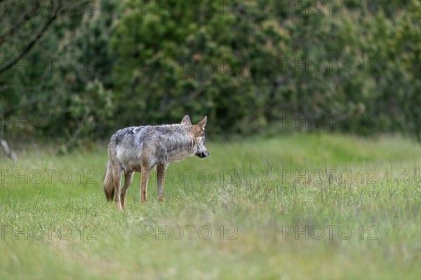 Once again the wolf pheasant (Canis lupus) looks back, I suspect she is waiting for her mate to return, rearing her young, Denmark