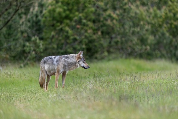 This photo clearly shows the mammary gland of the wolf pheasant (Canis lupus), rearing its young, Denmark