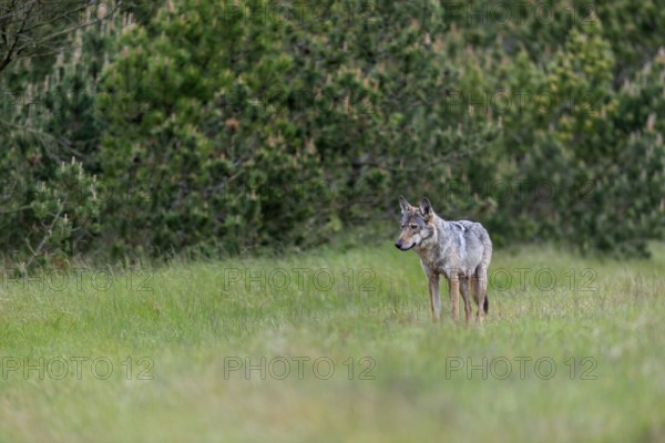 Based on the behaviour of the wolf fawn (Canis lupus), I suspect that the forest clearing is the rendezvous site, rearing pups, Denmark