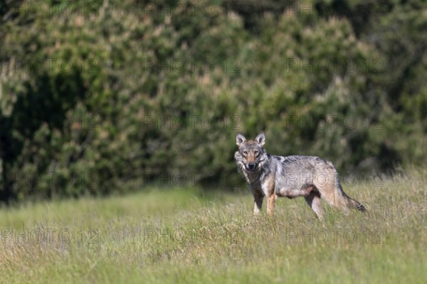 The shutter sound of the camera makes the wolf (Canis lupus) look in my direction, as it can't see anything of me it quickly loses interest, rearing its young, Denmark