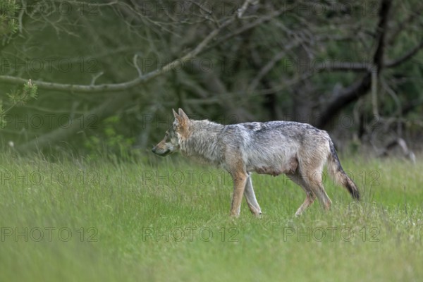 Less than 40 metres away, the wolf pheasant (Canis lupus) is hoping and peering attentively into the dense pine forest, rearing its young, Denmark