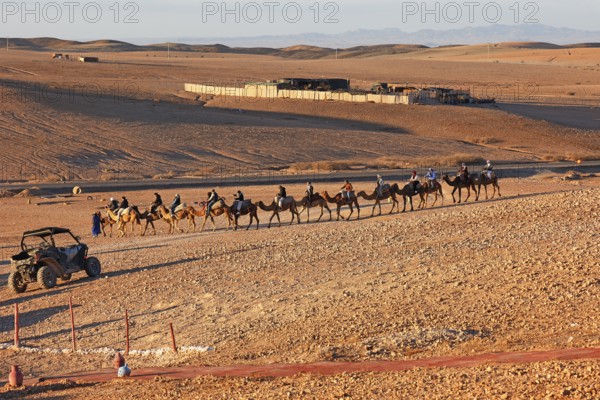 Dromedaries, camel rides for tourists, Agafay Desert, rocky rocky desert near Marrakech, Morocco