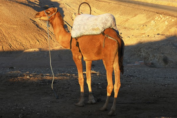 Dromedary, camel rides for tourists, Agafay Desert, rocky rocky desert near Marrakech, Morocco