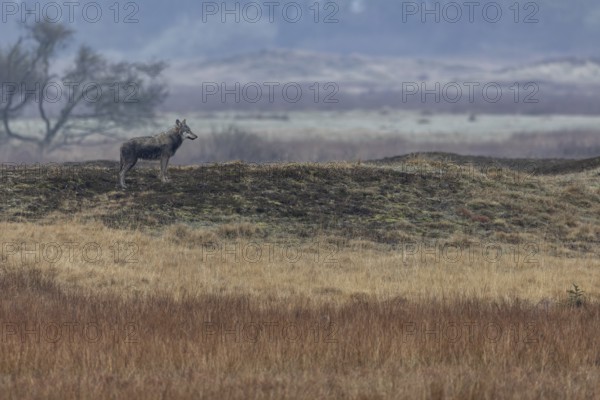 What might be going on in the mind of the wolf (Canis lupus) as it watches the pack of red deer standing about 150 metres away, Hunting, Denmark