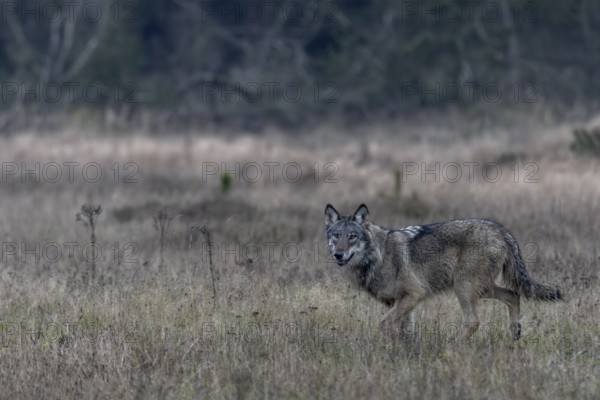 Encountering a wolf (Canis lupus) in the wild is always something special, shy, fearful, sceptical, unsettled, Denmark