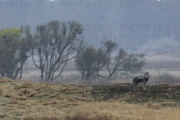 Still undecided, the wolf (Canis lupus) stands on the hill, hunting, Denmark