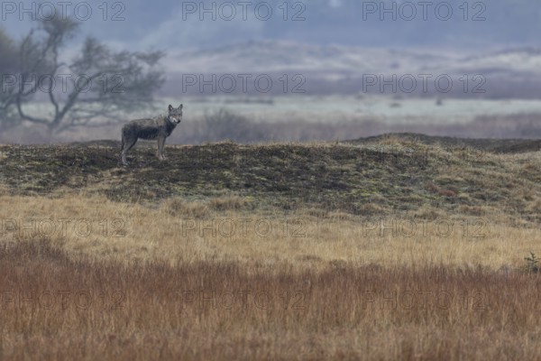 The wolf (Canis lupus) assesses the situation in a relaxed manner, the red deer present watch him attentively but do not immediately flee, Hunting, Denmark