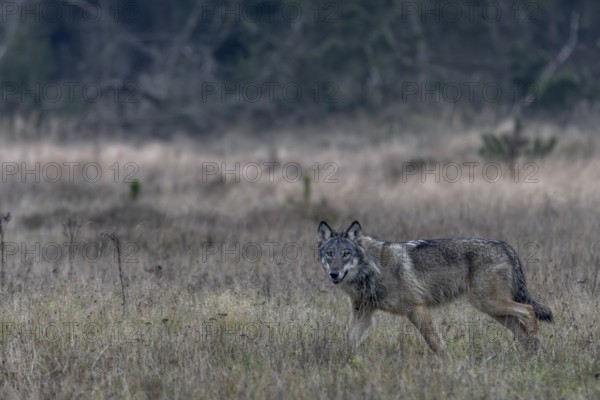 Only now do I realise what a beautiful, strong and impressive animal this wolf (Canis lupus) is, shy, fearful, sceptical, insecure, Denmark