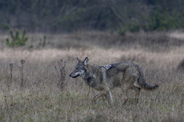 The wolf (Canis lupus) walks past me with a steady, forward-facing gaze, shy, fearful, sceptical, unsettled, Denmark