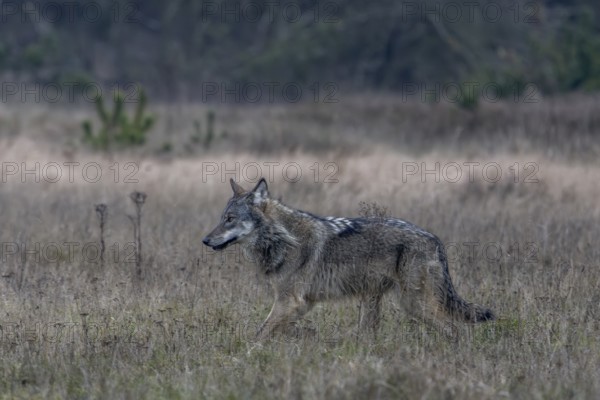 Slowly the wolf (Canis lupus) slows its pace, shy, fearful, sceptical, insecure, Denmark