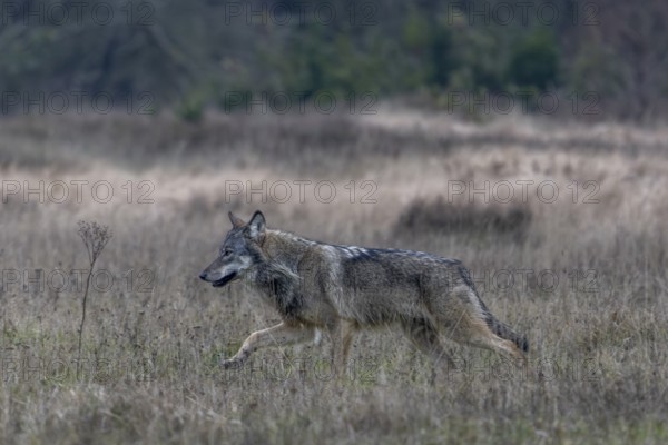 After the wolf (Canis lupus) has noticed a movement from me, it changes direction and passes me in parallel, shy, fearful, sceptical, insecure, Denmark