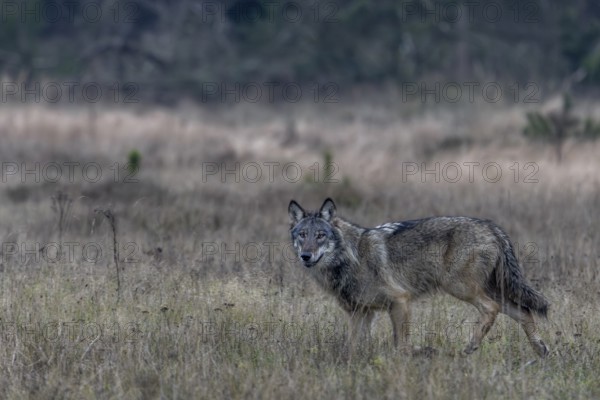 The wolf (Canis lupus) continues on its way at a moderate trot, shy, fearful, sceptical, insecure, Denmark