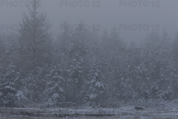In a few minutes, dusk will fall and the wolf pup (Canis lupus) will be shrouded in darkness, winter, snow, cold, winter landscape, Denmark