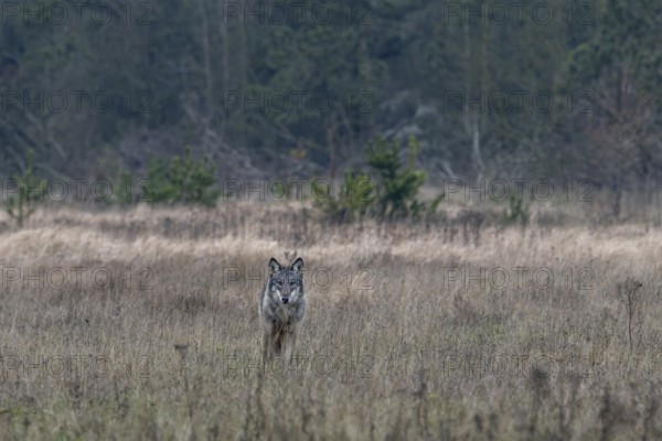 Sudden encounter with an old wolf (Canis lupus), I had hoped for wild boars, but this encounter remains unforgotten, shy, fearful, sceptical, insecure, Denmark