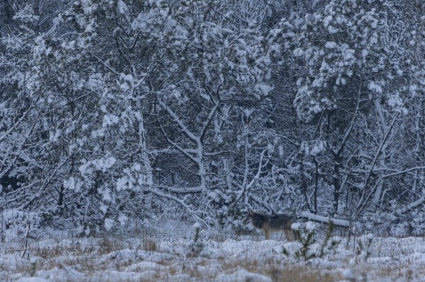 I'm already stowing away my camera when an 8-month-old wolf pup (Canis lupus) appears in the wintry clearing in the forest, winter, snow, cold, winter landscape, Denmark