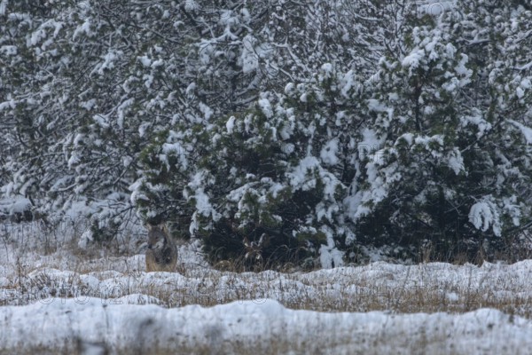 Mice exert a magical attraction on the 8-month-old wolf pup (Canis lupus), I cannot observe a successful hunting attempt, winter, snow, cold, winter landscape, Denmark