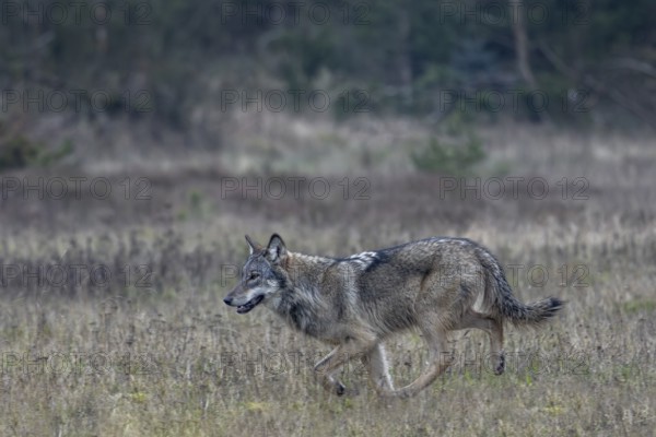 Running study of the wolf (Canis lupus) at a trot, shy, anxious, sceptical, insecure, Denmark