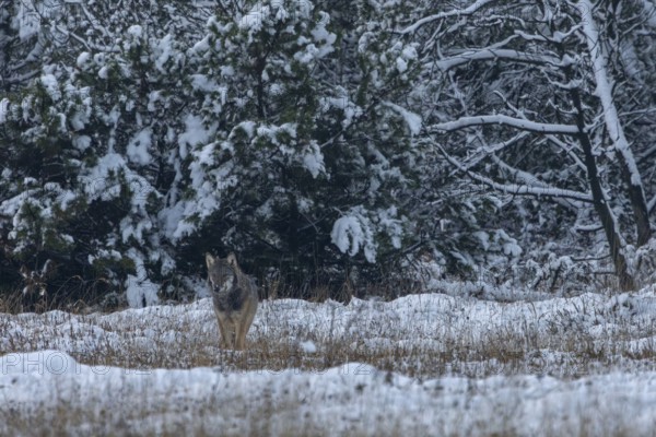 Slowly the 8-month-old wolf pup (Canis lupus) wanders into the forest meadow, all his attention is focussed on the mice under the snow cover, winter, snow, cold, winter landscape, Denmark