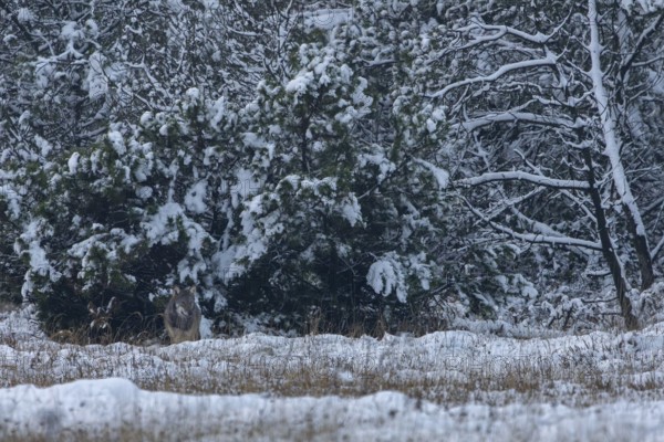 An 8-month-old wolf pup (Canis lupus) appears in a wintry ambience in a clearing in the forest, winter, snow, cold, winter landscape, Denmark