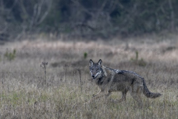 The wolf (Canis lupus) has certainly noticed something, its gaze reveals that it does not know exactly what has disturbed it, shy, anxious, sceptical, unsettled, Denmark