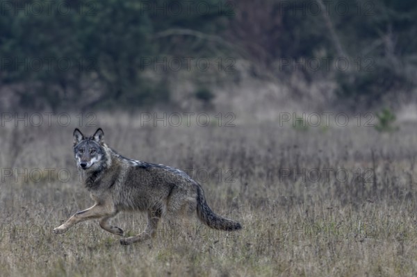 One last look from the wolf (Canis lupus) and a short time later it has disappeared into the forest, shy, fearful, sceptical, insecure, Denmark