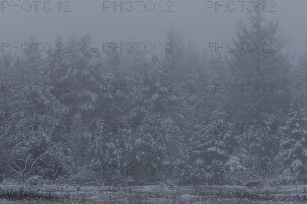 A last look at the wolf pup (Canis lupus), a little later it will have disappeared into the forest, winter, snow, cold, winter landscape, Denmark