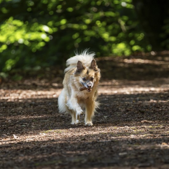 Dog, mixed breed, runs
