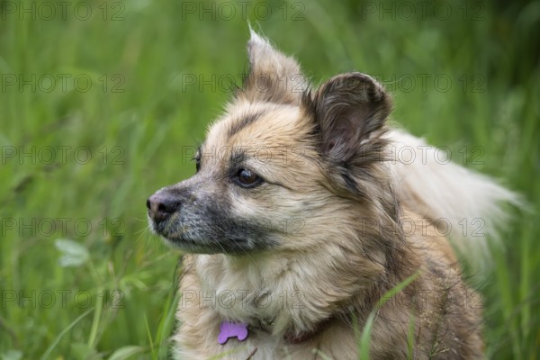 Dog, mixed breed lying in grass, portrait