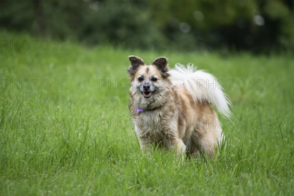Dog, mixed breed, in a meadow