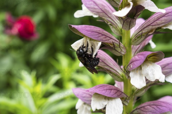 Wood bee (Xylocopa) on a flower of Acanthus spinosus (Acanthus spinosus) . Baden-Württemberg, Germany