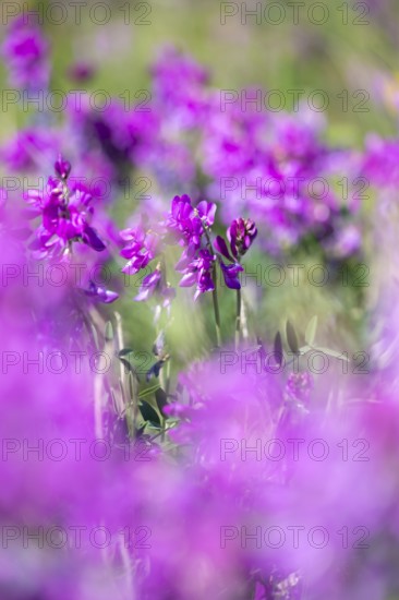 Alpine sweet clover (Hedysarum alpinum) also known as Eskima potato or bear's root, purple flowers, Alaska, USA