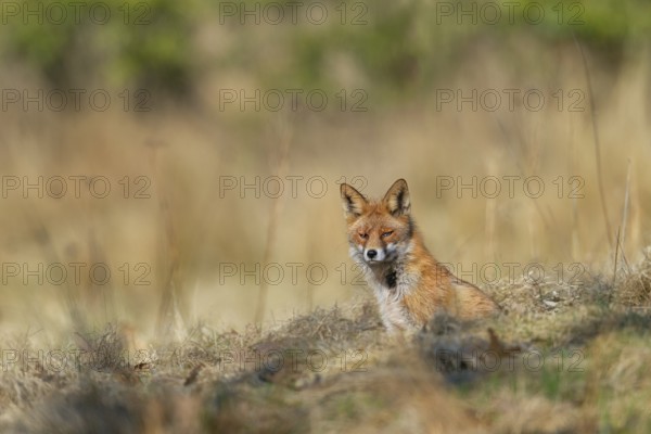 A red fox (Vulpes vulpes) in front of its den, rearing its young, spring, Germany
