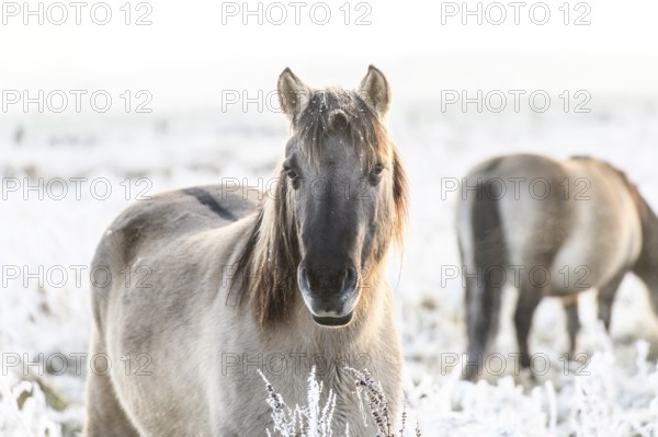 Horse in the foreground on a frosty pasture in diffuse light, Konik, Konik horse, Konik pony (Equus caballus gemelli), winter, landscape conservation in a nature reserve, grazing project, nature conservation, grassland management, Lower Saxony, Germany