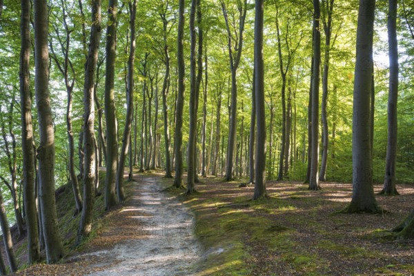 Trail through beech forest, Granitz Nature Reserve, Southeast Rügen Biosphere Reserve, Rügen Island, Mecklenburg-Western Pomerania, Germany