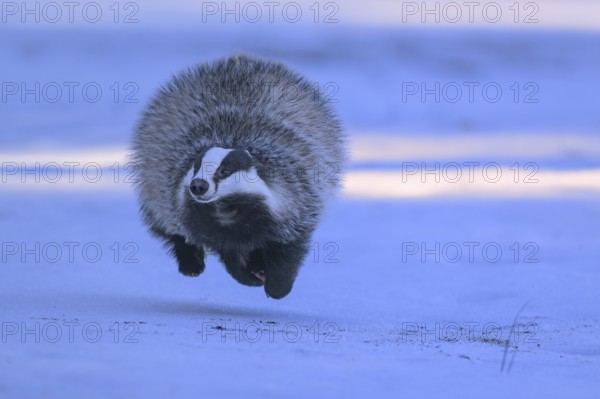 European badger (Meles meles), jumping in a snowy landscape in the last light, Swabian Alb biosphere reserve, Baden-Württemberg, Germany