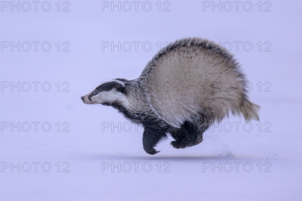 European badger (Meles meles), running in a snowy landscape, Swabian Alb biosphere reserve, Baden-Württemberg, Germany