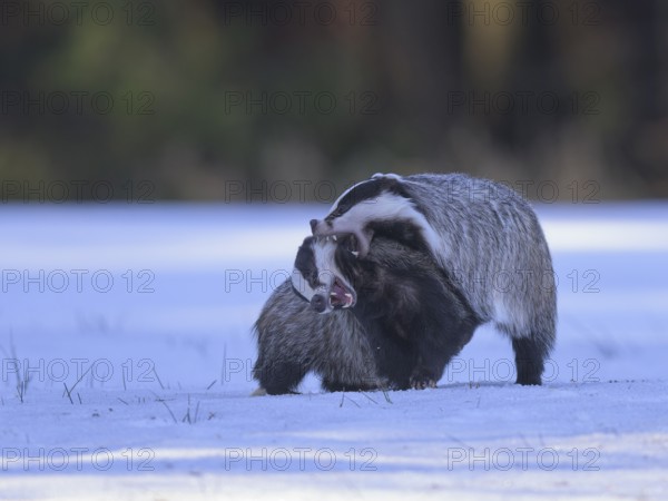 European badger (Meles meles), playful fight in a snowy landscape in the last light, Swabian Alb Biosphere Reserve, Baden-Württemberg, Germany