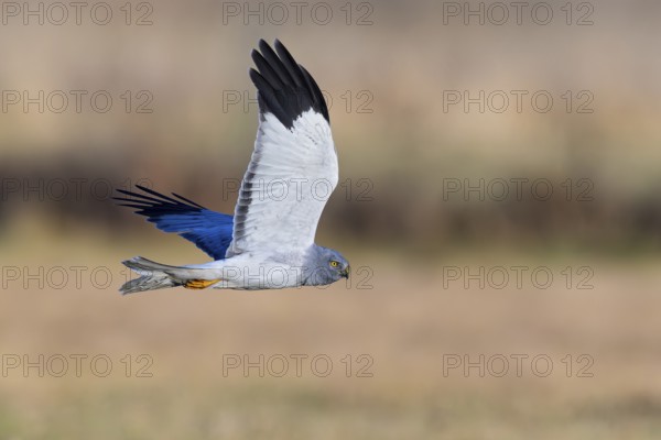 Hen harrier (Circus cyaneus), close-up, grey male flying with outstretched wings in a hunting flight over a meadow, Brandenburg, Germany
