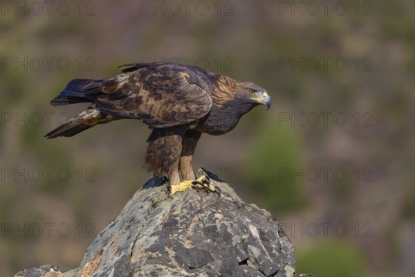 Golden eagle (Aquila chrysaetos), female on a lichen-covered rock, Extremadura, Spain