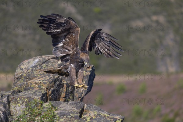 Golden eagle (Aquila chrysaetos), female landing on a lichen-covered rock, flight, flying, habitat, habitat, Extremadura, Spain
