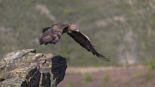 Golden eagle (Aquila chrysaetos), male, Tercel taking off from a lichen-covered rock, flight, flying, habitat, habitat, Extremadura, Spain