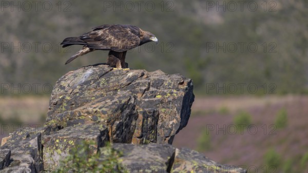 Golden eagle (Aquila chrysaetos), female on a lichen-covered rock, habitat, Extremadura, Spain