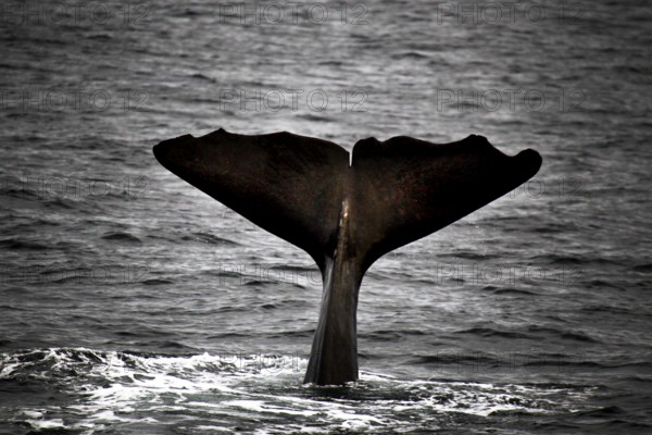 Sperm whale fluke over the water in Andenes during a whale watching trip, Andenes, Vesterålen, Norway
