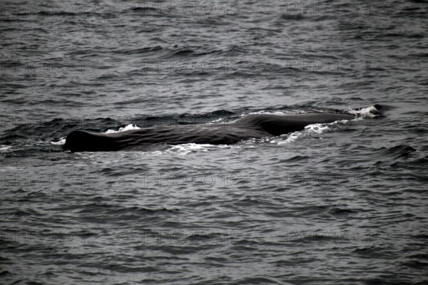 Sighting of a sperm whale on the water surface during a whale watching trip, Vesterålen, Norway