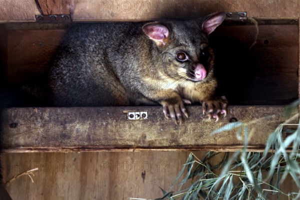 Possum in a wooden hideaway at Wilson Bay Farm, Wilson Bay Farm, New Zealand
